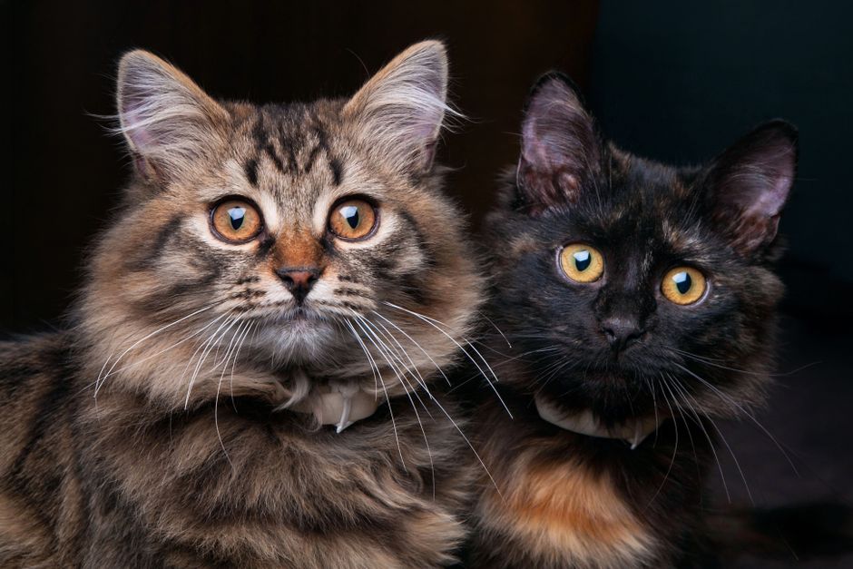 Charming close-up of two fluffy cats with captivating yellow eyes, creating a warm and cozy vibe.